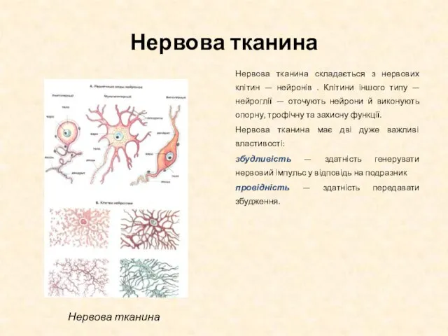 Нервова тканина Нервова тканина складається з нервових клітин — нейронів . Клітини