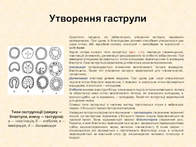 Утворення гаструли Сукупність процесів, які забезпечують утворення гаструли, називають гаструляцією. При цьому