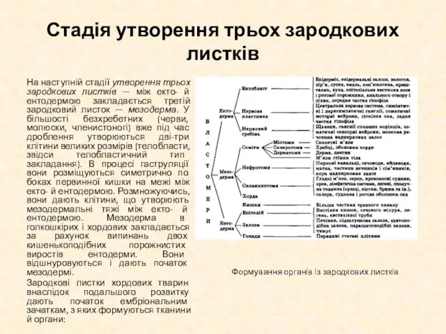 Стадія утворення трьох зародкових листків На наступній стадії утворення трьох зародкових листків