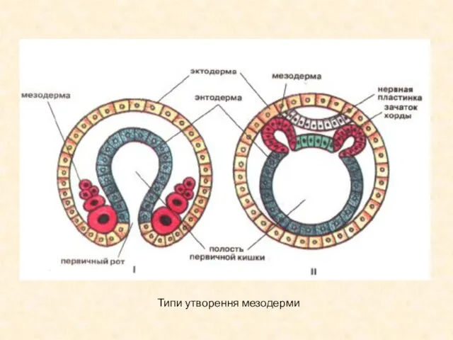 Типи утворення мезодерми