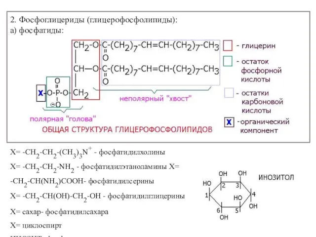 2. Фосфоглицериды (глицерофосфолипиды): а) фосфатиды: Х= -СH2-CH2-(СН3)3N+ - фосфатидилхолины Х= -СН2-СН2-NH2 -