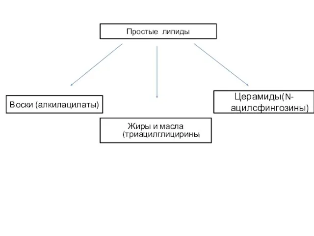 Простые липиды Воски (алкилацилаты) Жиры и масла(триацилглицирины) Церамиды(N-ацилсфингозины)