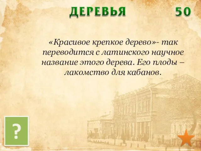 «Красивое крепкое дерево»- так переводится с латинского научное название этого дерева. Его