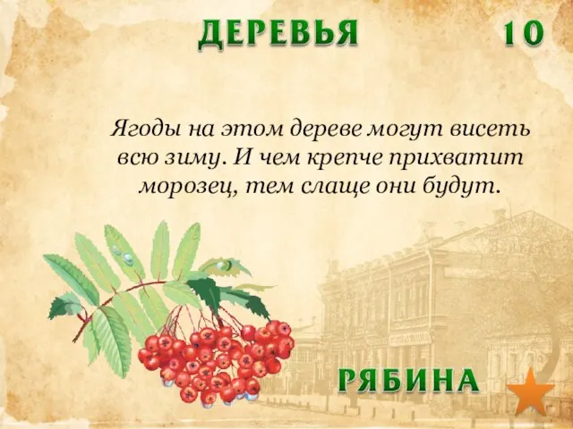 Ягоды на этом дереве могут висеть всю зиму. И чем крепче прихватит