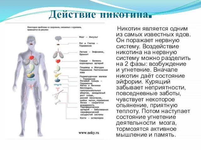 Действие никотина. Никотин является одним из самых известных ядов. Он поражает нервную