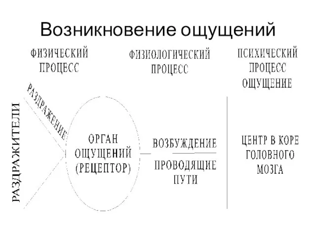 Возникновение ощущений