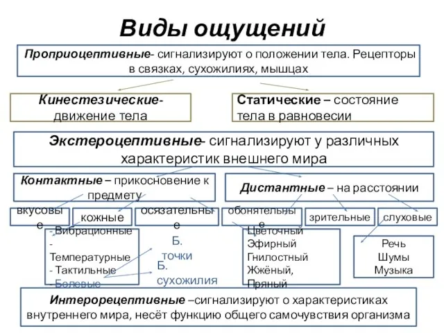 Виды ощущений Проприоцептивные- сигнализируют о положении тела. Рецепторы в связках, сухожилиях, мышцах