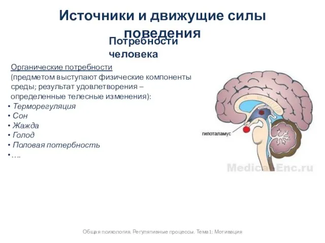 Источники и движущие силы поведения Общая психология. Регулятивные процессы. Тема1: Мотивация Потребности