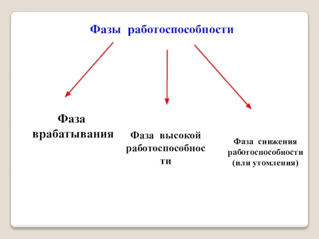 Фазы работоспособности Фаза врабатывания Фаза высокой работоспособности Фаза снижения работоспособности (или утомления)