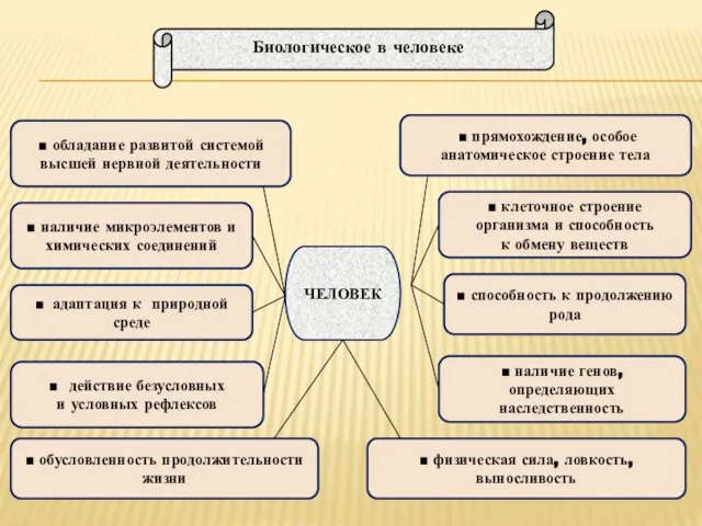 ЧЕЛОВЕК ■ обладание развитой системой высшей нервной деятельности ■ прямохождение, особое анатомическое