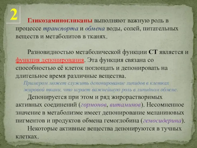 Гликозаминогликаны выполняют важную роль в процессе транспорта и обмена воды, солей, питательных