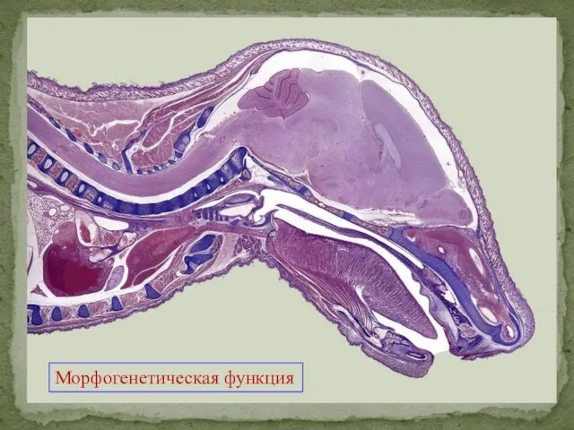 Морфогенетическая функция