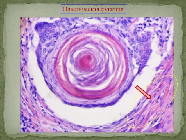 Пластическая функция