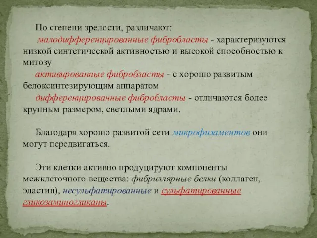 По степени зрелости, различают: малодифференцированные фибробласты - характеризуются низкой синтетической активностью и