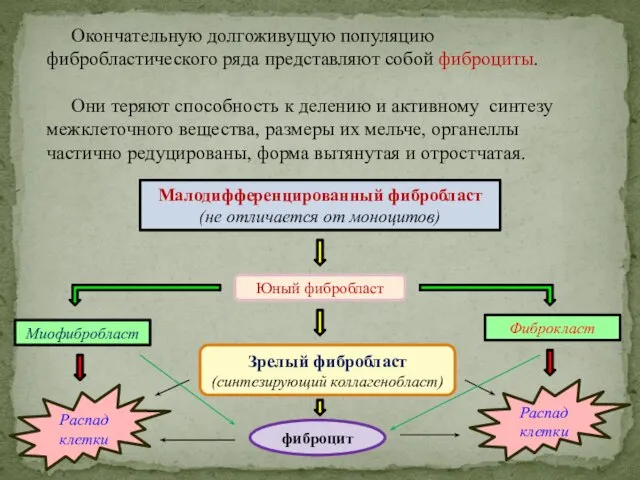 Окончательную долгоживущую популяцию фибробластического ряда представляют собой фиброциты. Они теряют способность к