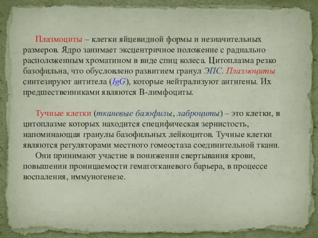 Плазмоциты – клетки яйцевидной формы и незначительных размеров. Ядро занимает эксцентричное положение