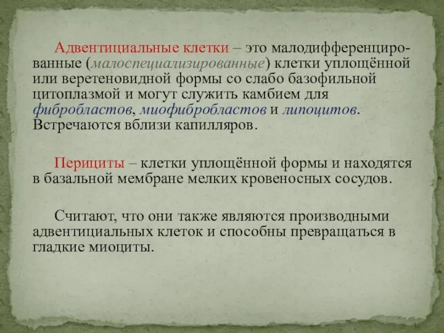 Адвентициальные клетки – это малодифференциро-ванные (малоспециализированные) клетки уплощённой или веретеновидной формы со