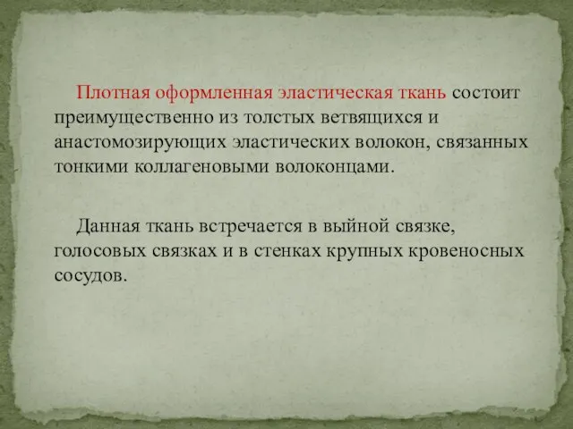 Плотная оформленная эластическая ткань состоит преимущественно из толстых ветвящихся и анастомозирующих эластических