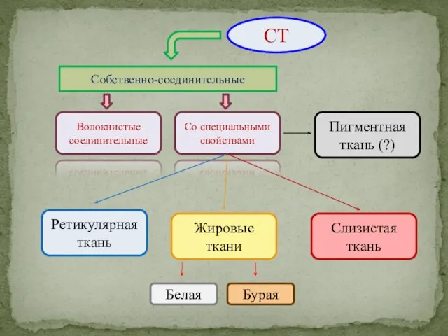 СТ Собственно-соединительные Волокнистые соединительные Со специальными свойствами Ретикулярная ткань Жировые ткани Слизистая