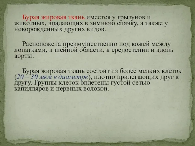 Бурая жировая ткань имеется у грызунов и животных, впадающих в зимнюю спячку,