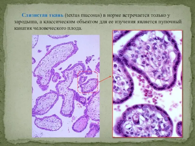 Слизистая ткань (textus mucosus) в норме встречается только у зародыша, а классическим