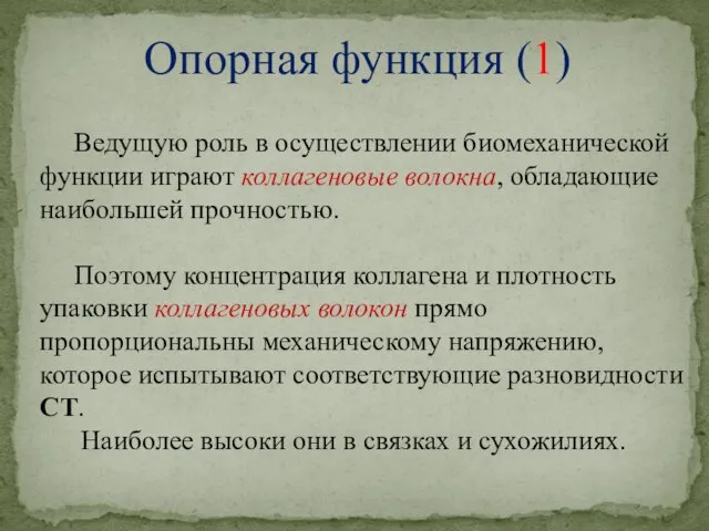 Опорная функция (1) Ведущую роль в осуществлении биомеханической функции играют коллагеновые волокна,