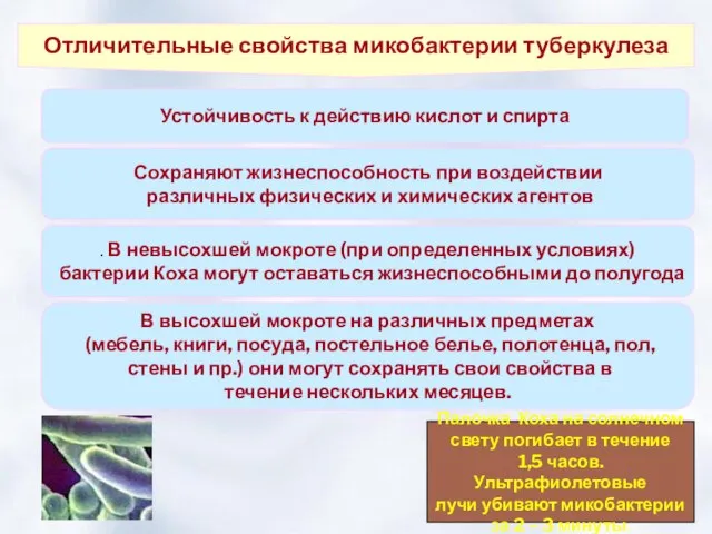 Отличительные свойства микобактерии туберкулеза Устойчивость к действию кислот и спирта Сохраняют жизнеспособность