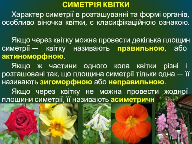 СИМЕТРІЯ КВІТКИ Характер симетрії в розташуванні та формі органів, особливо віночка квітки,