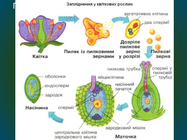 Подвійне запліднення у квіткових рослин