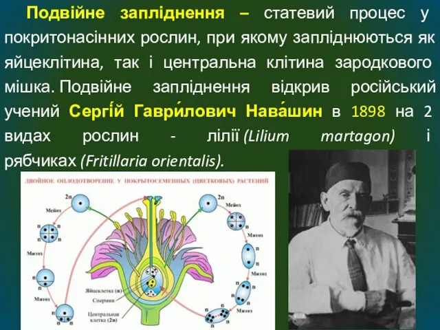 Подвійне запліднення – статевий процес у покритонасінних рослин, при якому запліднюються як