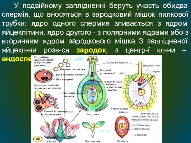 У подвійному заплідненні беруть участь обидва спермія, що вносяться в зародковий мішок