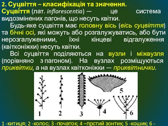 2. Суцвіття – класифікація та значення. Суцві́ття (лат. inflorescentia) — це система