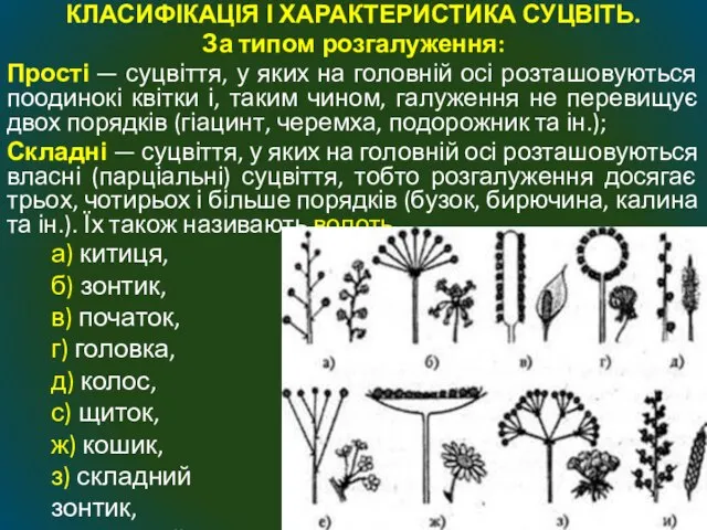 КЛАСИФІКАЦІЯ І ХАРАКТЕРИСТИКА СУЦВІТЬ. За типом розгалуження: Прості — суцвіття, у яких