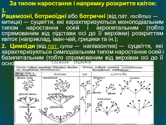 За типом наростання і напрямку розкриття квіток: 1. Рацемозні, ботриоїдні або ботричні