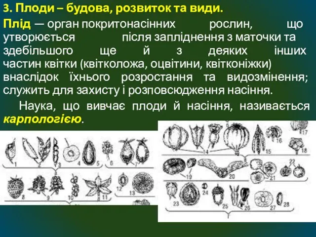 3. Плоди – будова, розвиток та види. Плід — орган покритонасінних рослин,