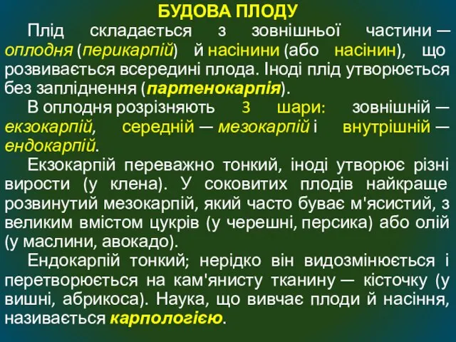 БУДОВА ПЛОДУ Плід складається з зовнішньої частини —оплодня (перикарпій) й насінини (або