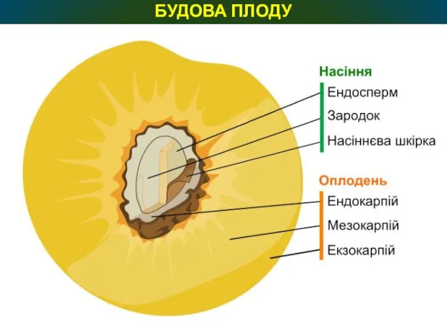 БУДОВА ПЛОДУ