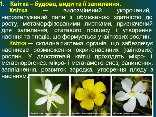 Квітка – будова, види та її запилення. Квітка — видозмінений укорочений, нерозгалужений