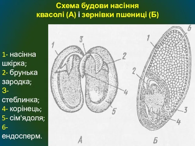 Схема будови насіння квасолі (А) і зернівки пшениці (Б) 1- насінна шкірка;