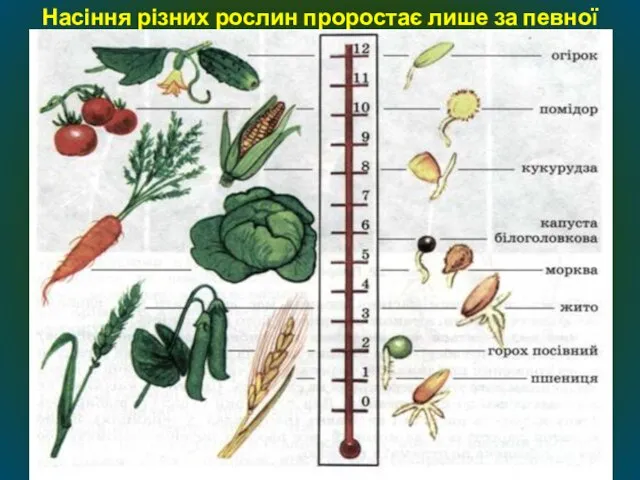 Насіння різних рослин проростає лише за певної температури