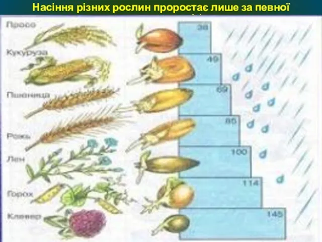 Насіння різних рослин проростає лише за певної зволоженості /мм