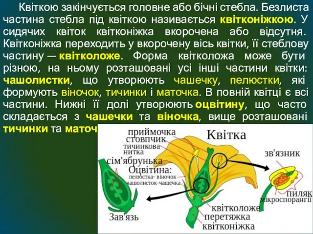 Квіткою закінчується головне або бічні стебла. Безлиста частина стебла під квіткою називається