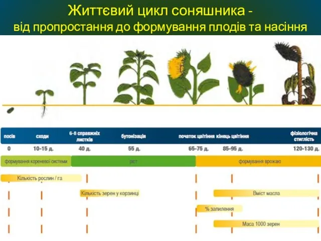 Життєвий цикл соняшника - від пропростання до формування плодів та насіння