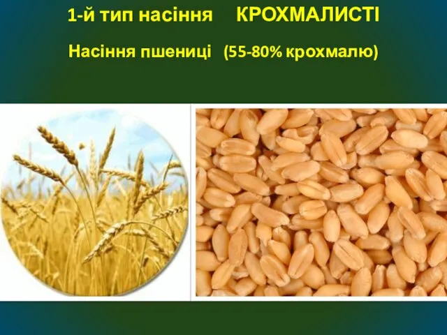 Насіння пшениці (55-80% крохмалю) 1-й тип насіння КРОХМАЛИСТІ