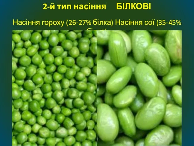 Насіння гороху (26-27% білка) Насіння сої (35-45% білка) 2-й тип насіння БІЛКОВІ