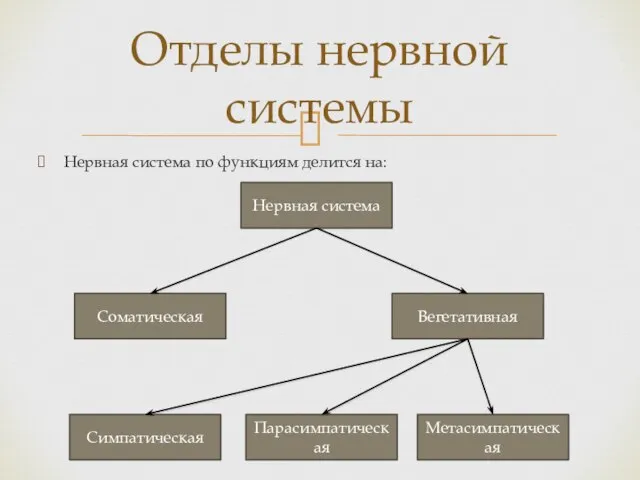 Нервная система по функциям делится на: Отделы нервной системы Нервная система Соматическая Вегетативная Симпатическая Парасимпатическая Метасимпатическая