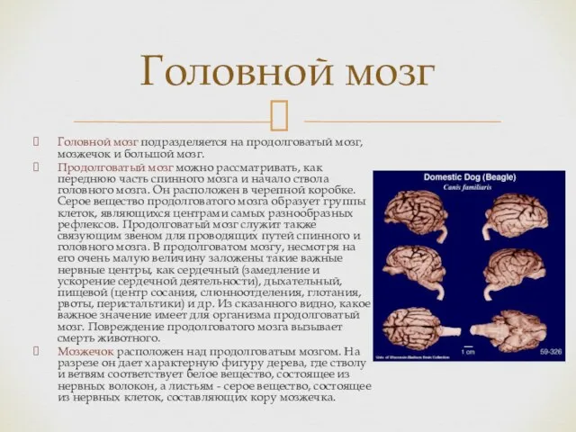 Головной мозг подразделяется на продолговатый мозг, мозжечок и большой мозг. Продолговатый мозг