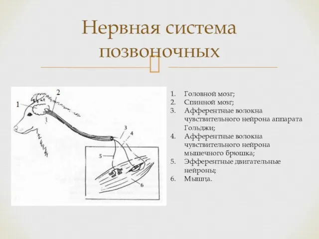 Головной мозг; Спинной мозг; Афферентные волокна чувствительного нейрона аппарата Гольджи; Афферентные волокна