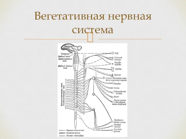 Вегетативная нервная система