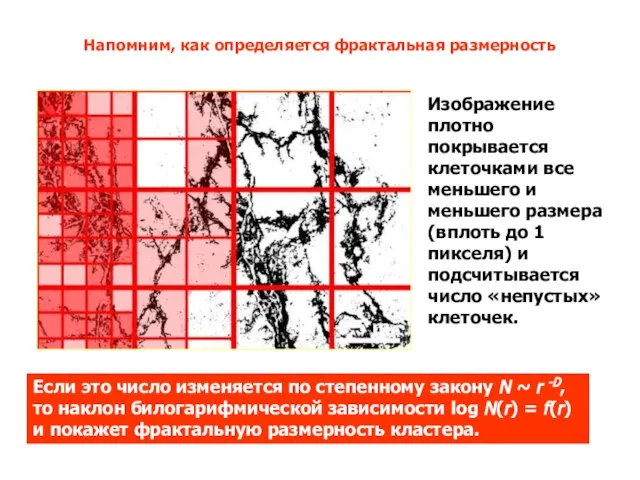 Напомним, как определяется фрактальная размерность Изображение плотно покрывается клеточками все меньшего и